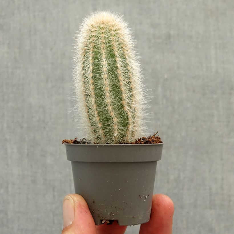 Esimerkki keväällä toimitetusta Austrocephalocereus dybowskii Minikasvi-taimesta