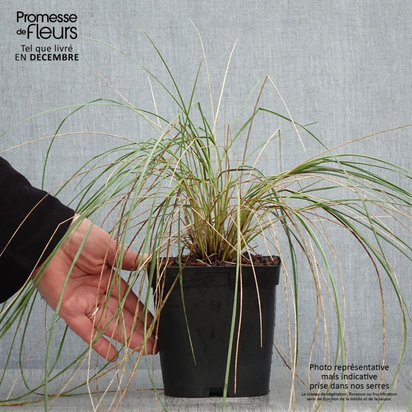 Esimerkki syksyllä toimitetusta Ikikaura - Helictotrichon sempervirens 2 litran/3 litran ruukku-taimesta
