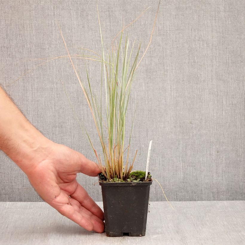 Esimerkki syksyllä toimitetusta Ikikaura - Helictotrichon sempervirens 8/9 cm taimiruukku-taimesta