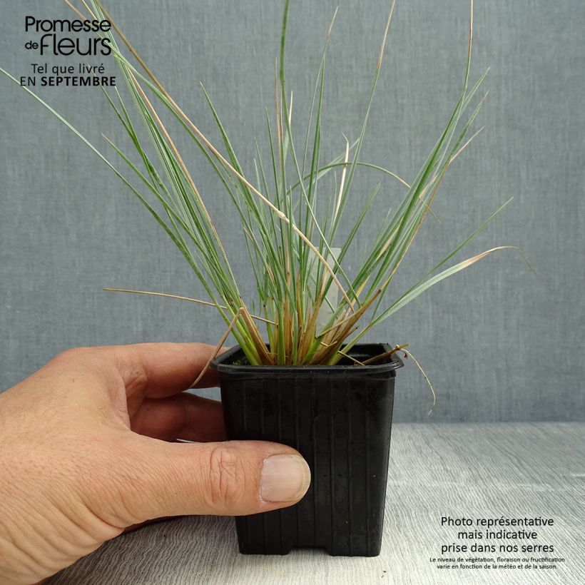 Esimerkki syksyllä toimitetusta Ikikaura Pendula 8/9 cm taimiruukku-taimesta