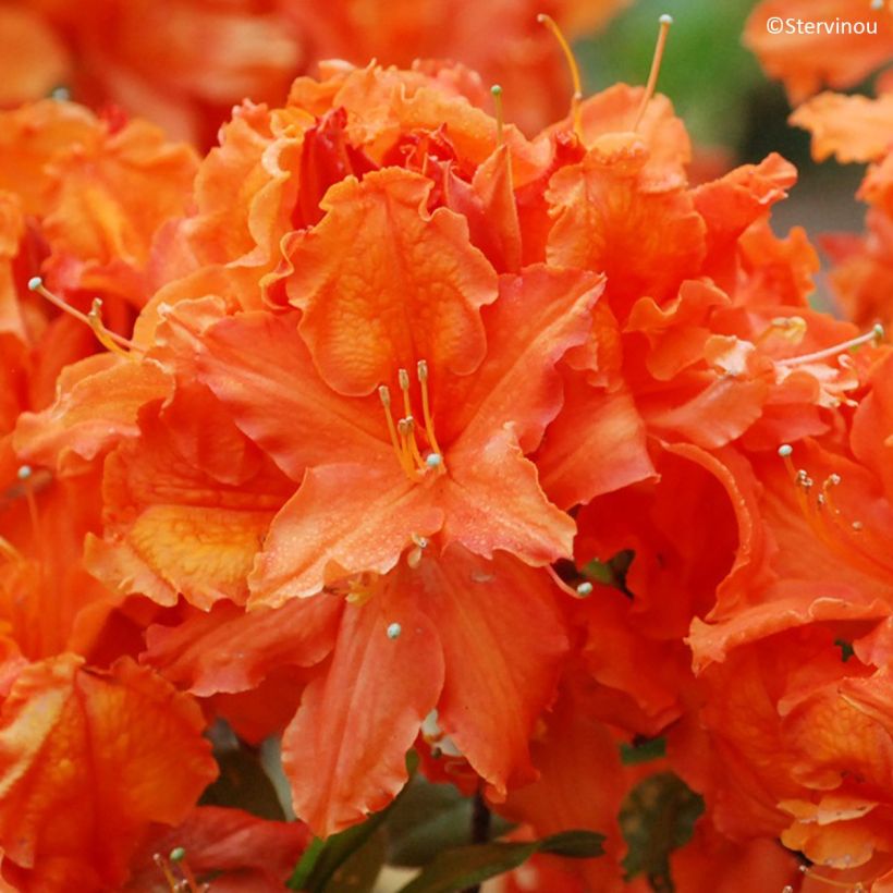 Puistoatsalea Orangeade (Kukinta)