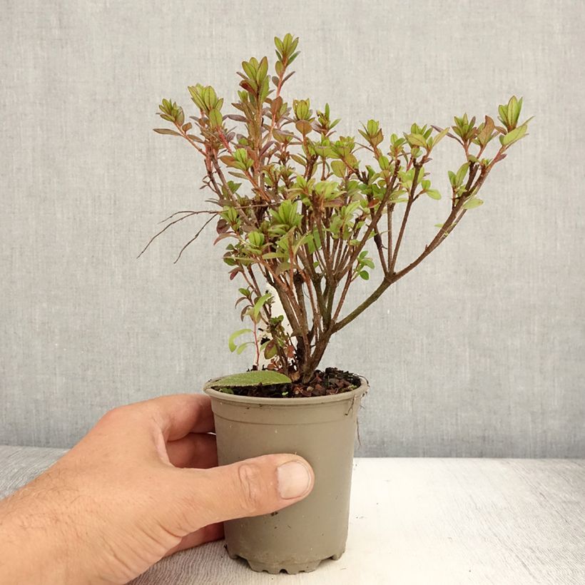 Esimerkki kesällä toimitetusta Japaninatsalea Moederdag 8/9 cm taimiruukku-taimesta