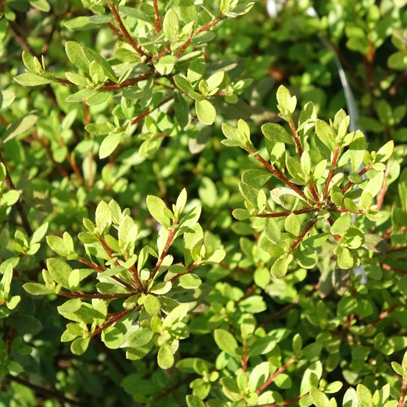 Atsalea - Rhododendron (Azalea) serpyllifolium (Lehvistö)