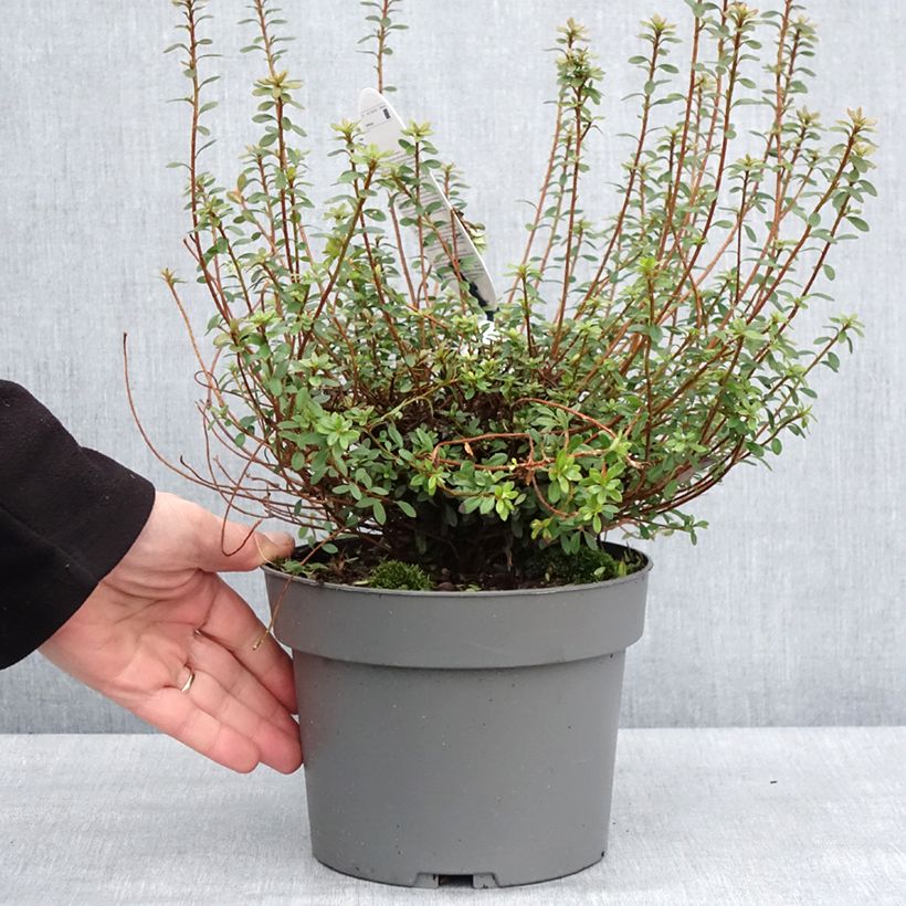 Esimerkki talvella toimitetusta Azalea serpyllifolium - Rhododendron Pot de 3L/4L-taimesta