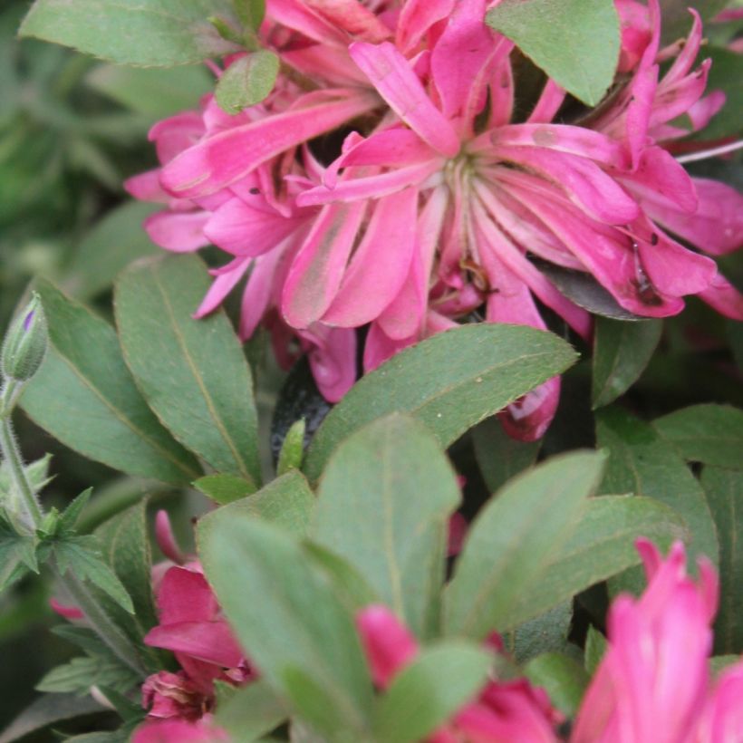 Japaninatsalea Pink Star (Lehvistö)