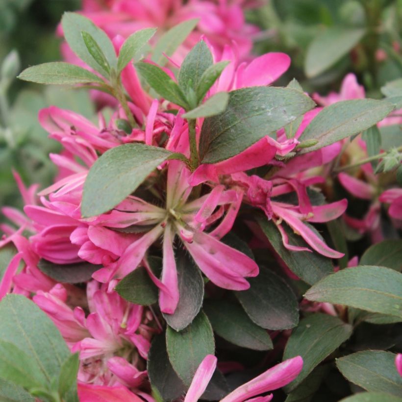 Japaninatsalea Pink Star (Kukinta)