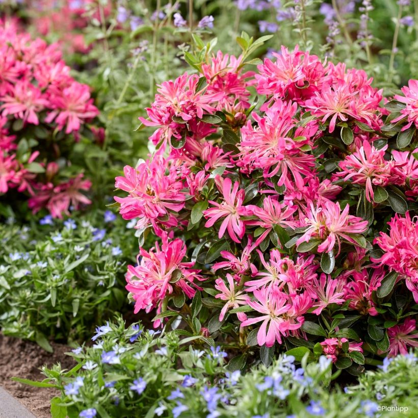Japaninatsalea Pink Star (Kasvutapa)