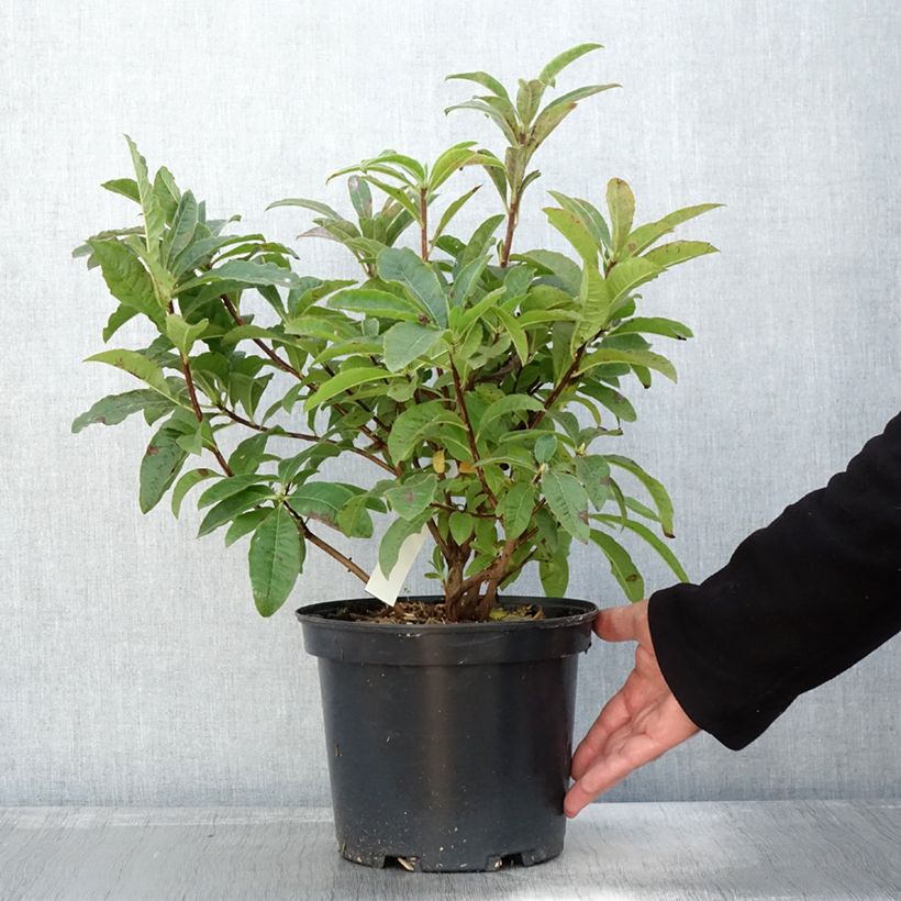 Esimerkki syksyllä toimitetusta Puistoatsalea Berry Rose 4 litran/5 litran ruukku-taimesta