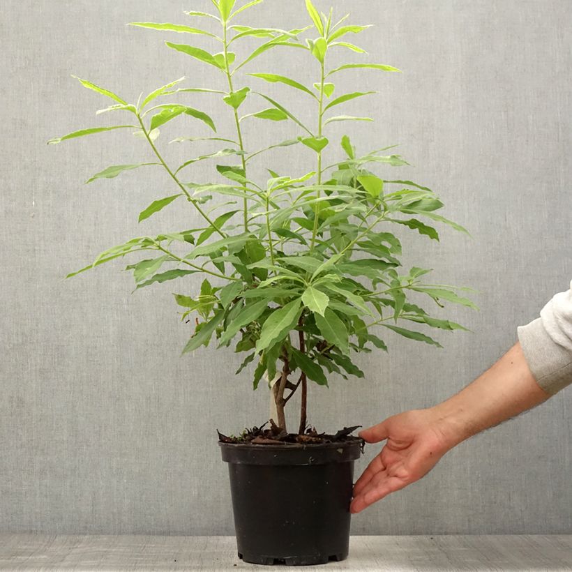 Esimerkki kesällä toimitetusta Azalée de Chine Demoiselles de Boutiguery Idylla - Rhododendron hybride Pot de 4L/5L-taimesta