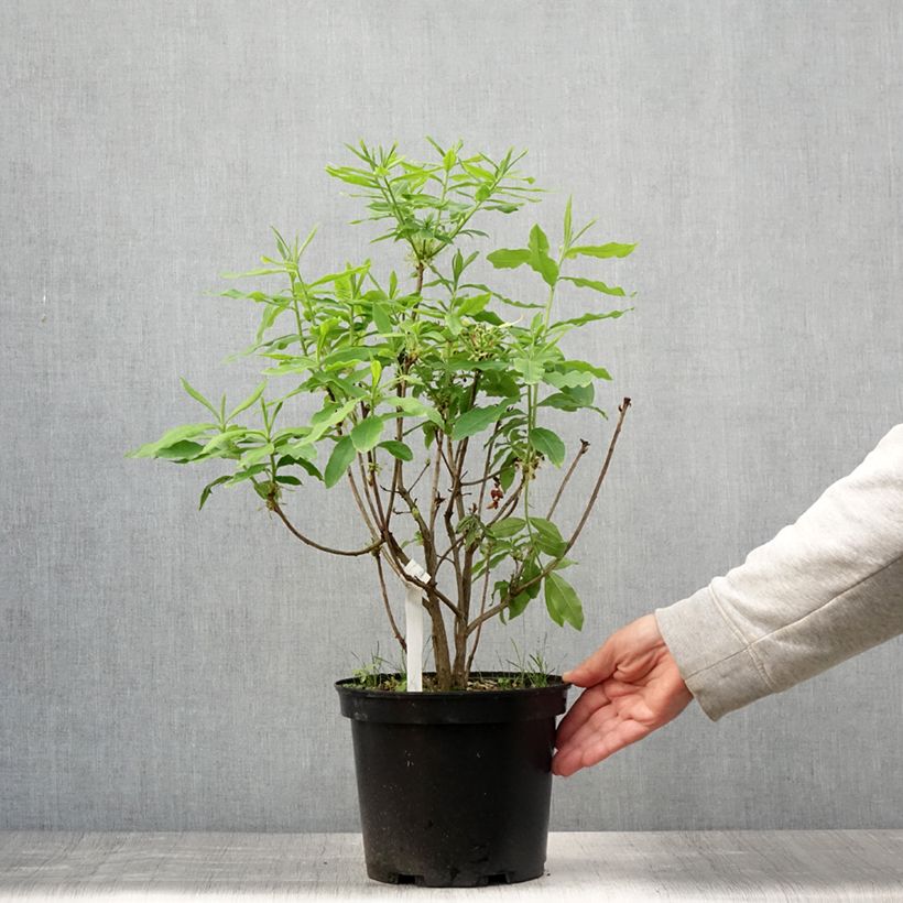 Esimerkki kesällä toimitetusta Azalée de Chine Demoiselles de Boutiguery Kassia - Rhododendron hybride Pot de 4L/5L-taimesta