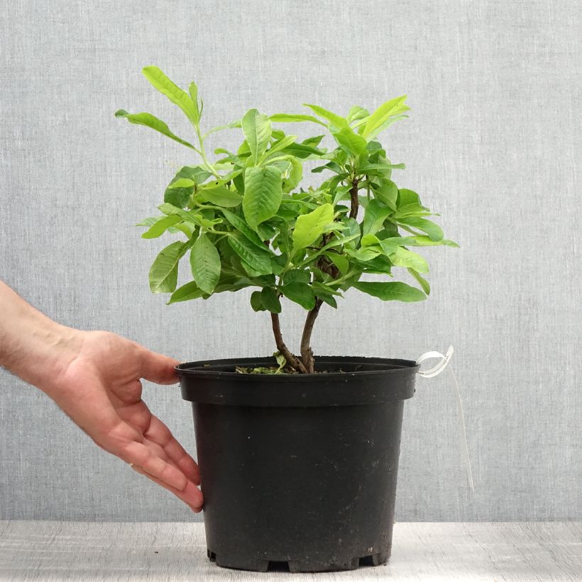 Esimerkki kesällä toimitetusta Azalée de Chine Demoiselles de Boutiguery Nella - Rhododendron hybride Pot de 4L/5L-taimesta
