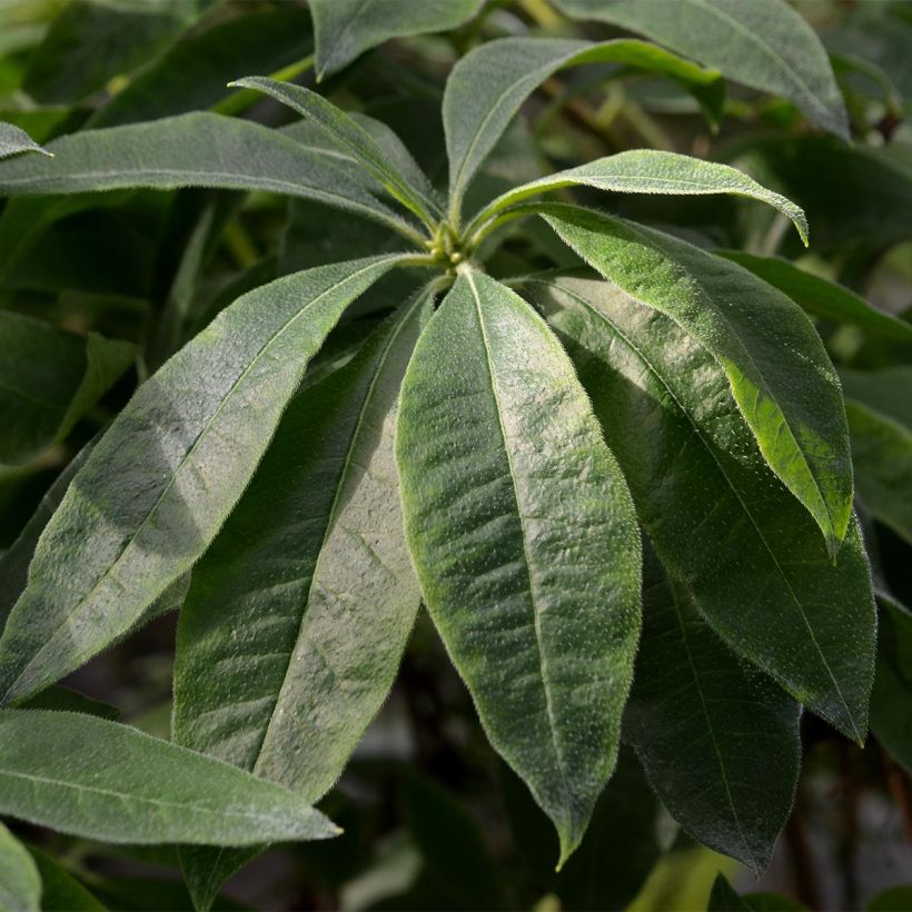 Puistoatsalea Fire Ball (Lehvistö)