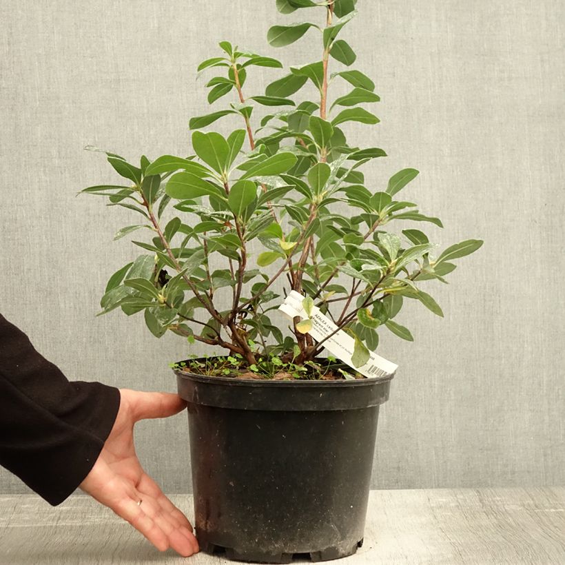 Esimerkki syksyllä toimitetusta Puistoatsalea Fragrant Star 4 litran/5 litran ruukku-taimesta