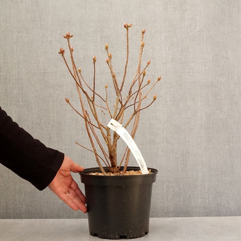 Esimerkki keväällä toimitetusta Azalée de Chine Mary Poppins Pot de 4L/5L-taimesta
