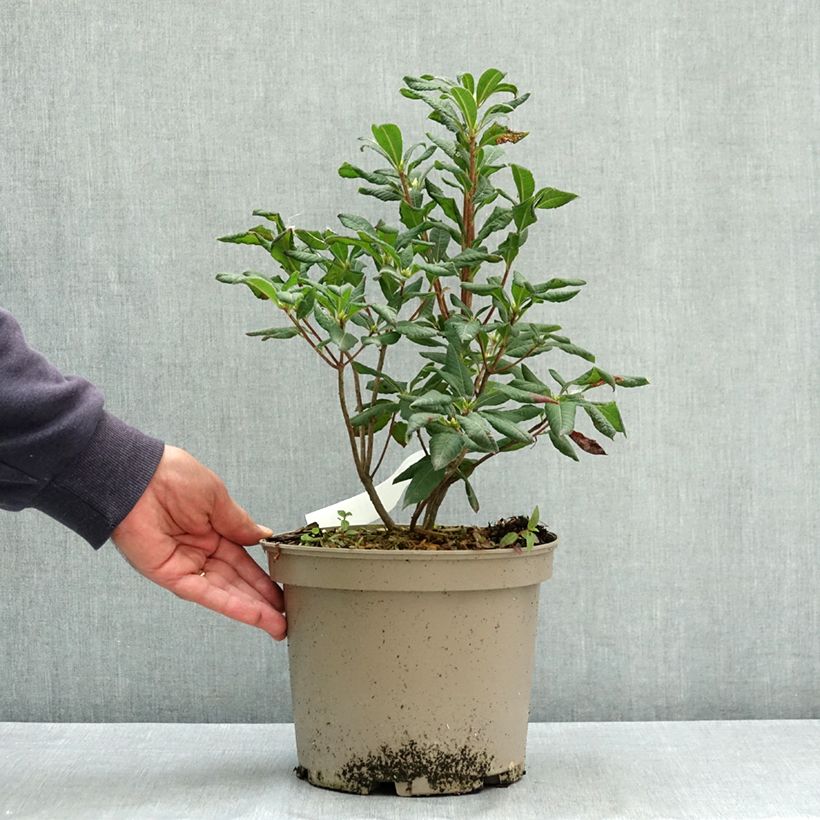 Esimerkki kesällä toimitetusta Puistoatsalea Narcissiflora 4 litran/5 litran ruukku-taimesta