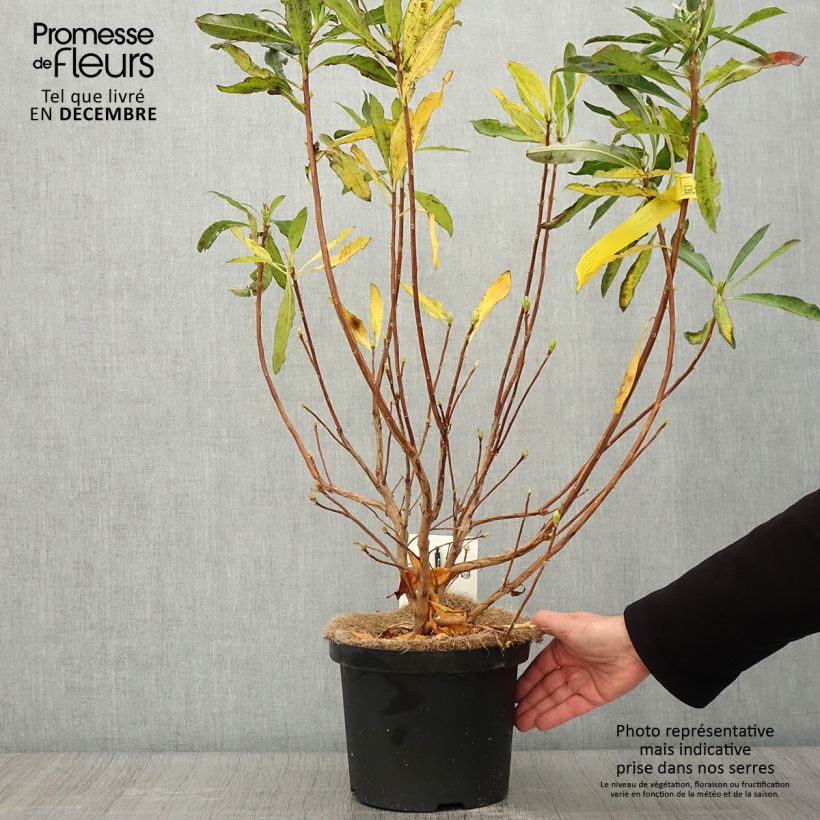 Esimerkki syksyllä toimitetusta Kelta-atsalea - Rhododendron luteum 4 litran/5 litran ruukku-taimesta