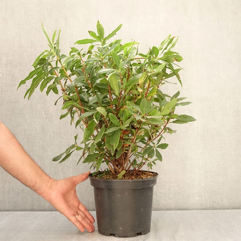 Esimerkki kesällä toimitetusta Kelta-atsalea - Rhododendron luteum 4 litran/5 litran ruukku-taimesta