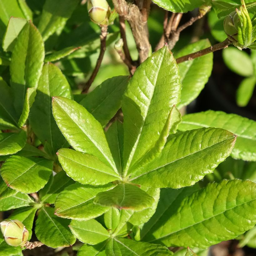 Puistoatsalea Rosata (Lehvistö)