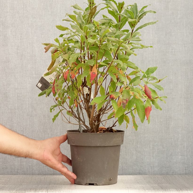Esimerkki kesällä toimitetusta Floridanatsalea - Rhododendron austrinum 4 litran/5 litran ruukku-taimesta
