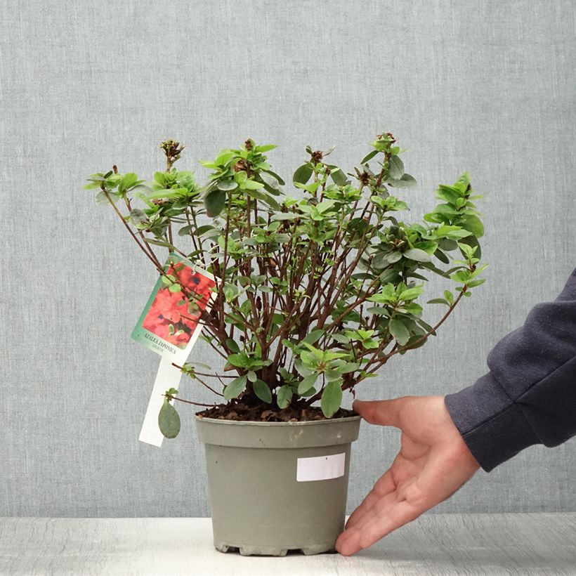 Esimerkki kesällä toimitetusta Azalée du Japon Ardeur - Rhododendron hybride Pot de 2L/3L-taimesta