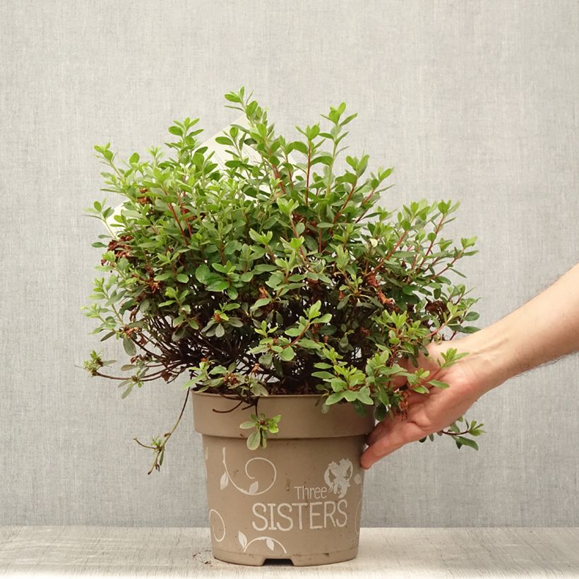 Esimerkki kesällä toimitetusta Azalée du Japon Fairy Dreams Three Sisters - Rhododendron hybride Pot de 6L/7L-taimesta