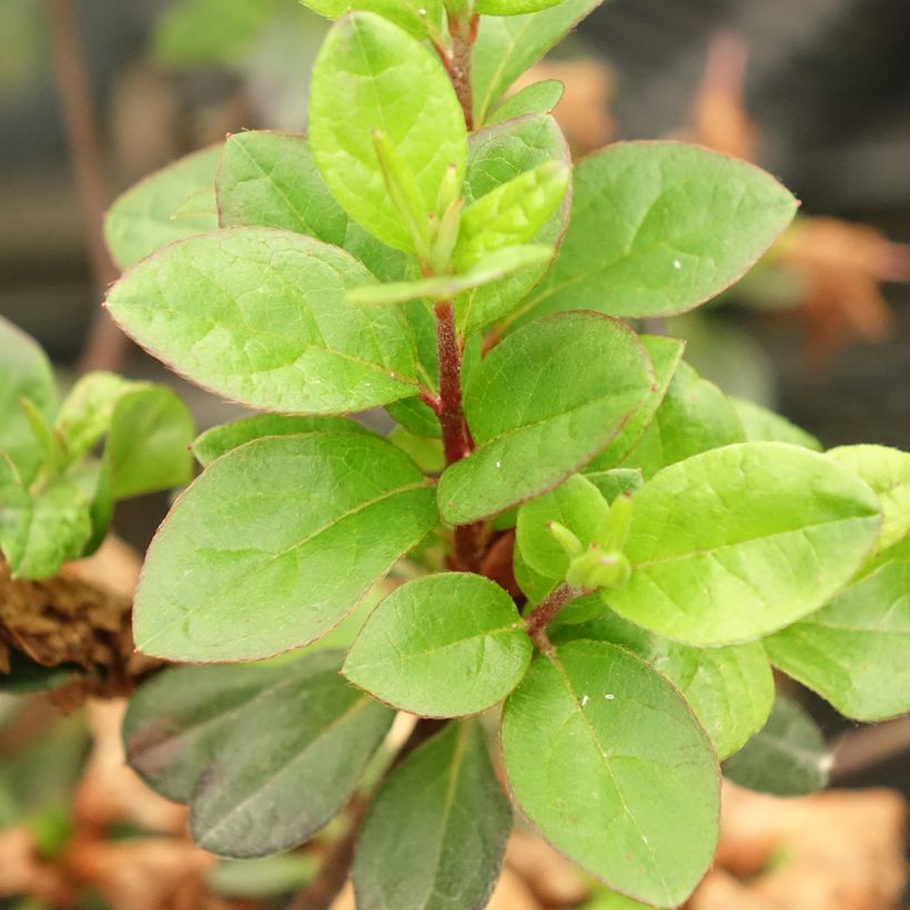 Japaninatsalea Flash Dance Pink (Lehvistö)