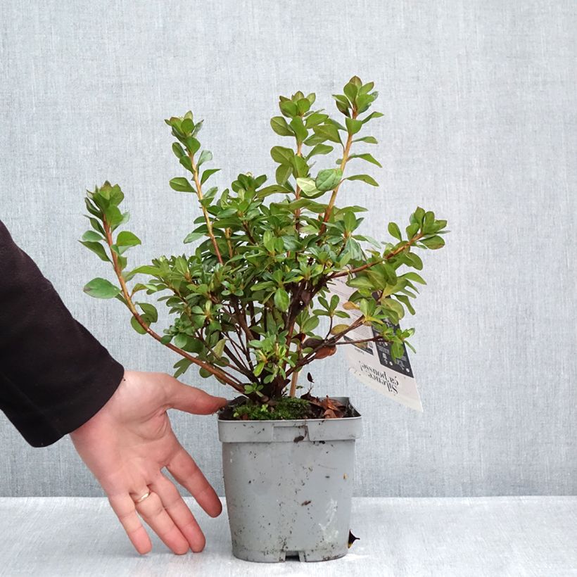 Esimerkki syksyllä toimitetusta Azalée du Japon Flash Dance Pink – Rhododendron hybride Pot de 2L/3L-taimesta