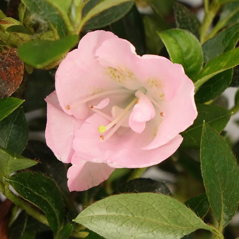 Japaninatsalea Haru-no-sono (Kukinta)