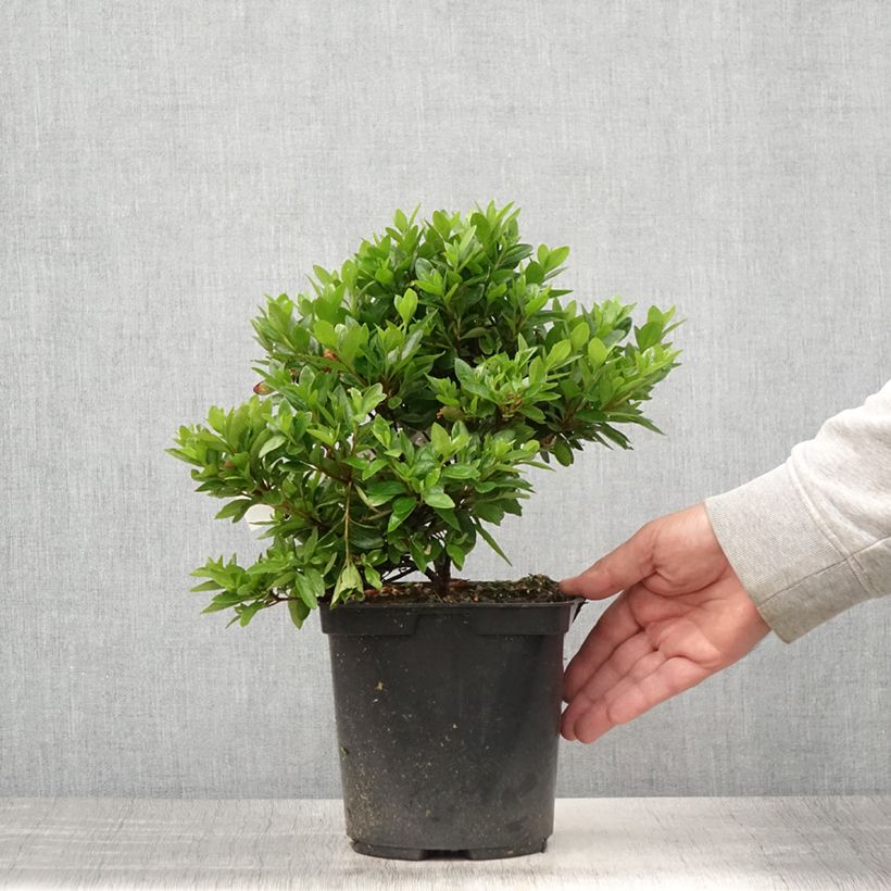 Esimerkki kesällä toimitetusta Azalée du Japon Kirin - Rhododendron hybride Pot de 2L/3L-taimesta