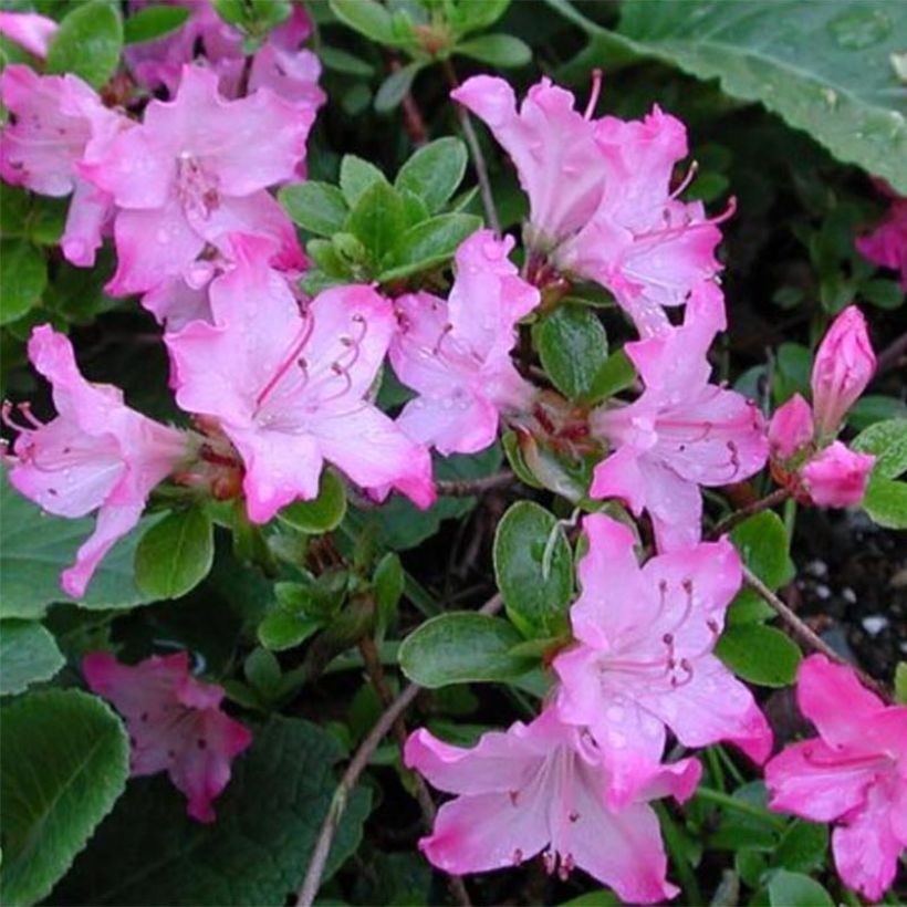 Japaninatsalea Komo Kulshan (Kukinta)