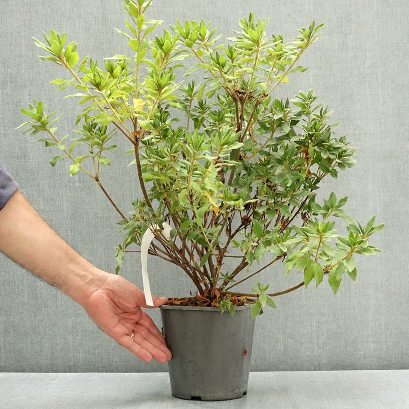 Esimerkki kesällä toimitetusta Japaninatsalea Koromo- shikibu White 3 litran/4 litran ruukku-taimesta