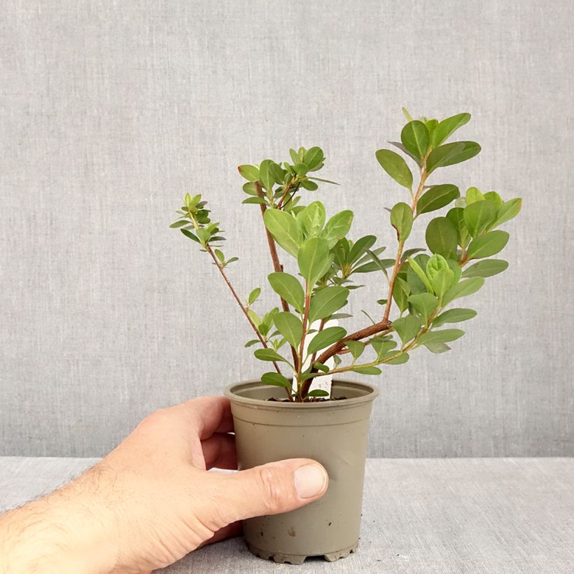 Esimerkki syksyllä toimitetusta Japaninatsalea Moederdag 8/9 cm taimiruukku-taimesta