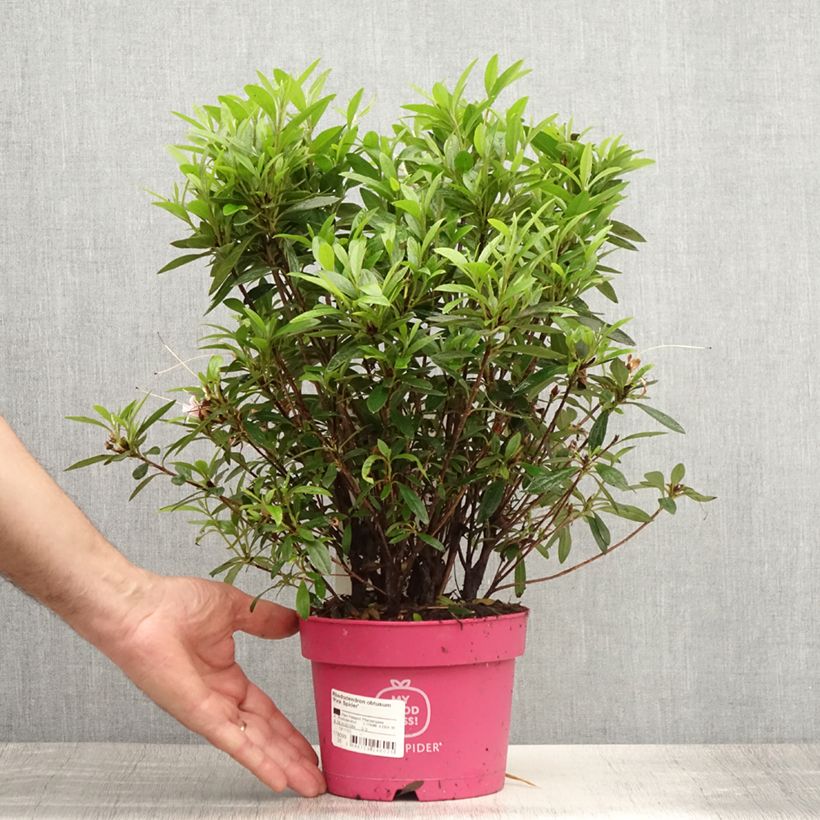 Esimerkki kesällä toimitetusta Azalée du Japon Pink Spider - Rhododendron hybride Pot de 2L/3L-taimesta