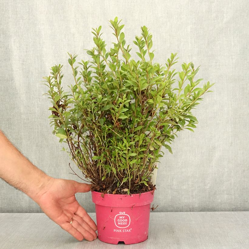 Esimerkki kesällä toimitetusta Japaninatsalea Pink Star 2 litran/3 litran ruukku-taimesta