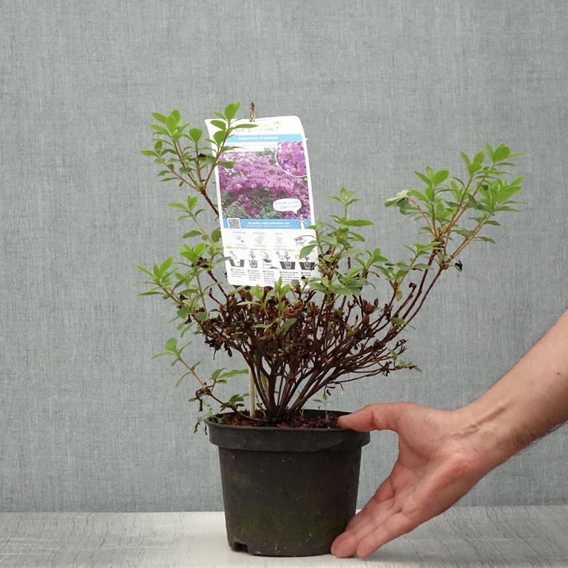 Esimerkki kesällä toimitetusta Azalée du Japon Purple Splendor - Rhododendron hybride Pot de 2L/3L-taimesta