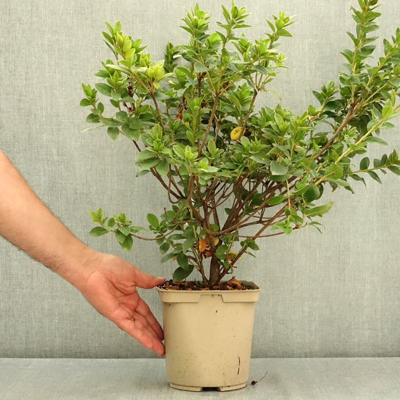 Esimerkki kesällä toimitetusta Japaninatsalea Rêve de Lilas 3 litran/4 litran ruukku-taimesta