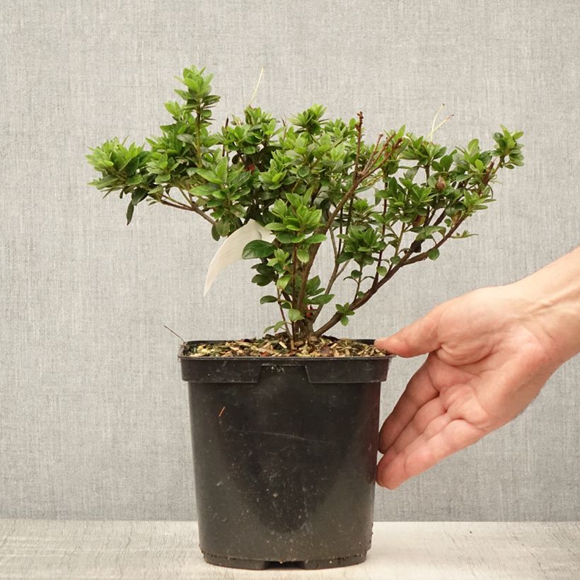 Esimerkki kesällä toimitetusta Azalée du Japon Sachsenstern - Rhododendron hybride Pot de 3L/4L-taimesta