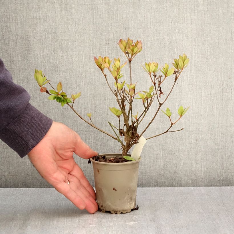 Esimerkki syksyllä toimitetusta Japaninatsalea Vuyk's Rosyred 8/9 cm taimiruukku-taimesta