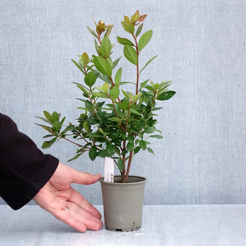 Esimerkki syksyllä toimitetusta Japaninatsalea Vuyk's Scarlet 8/9 cm taimiruukku-taimesta