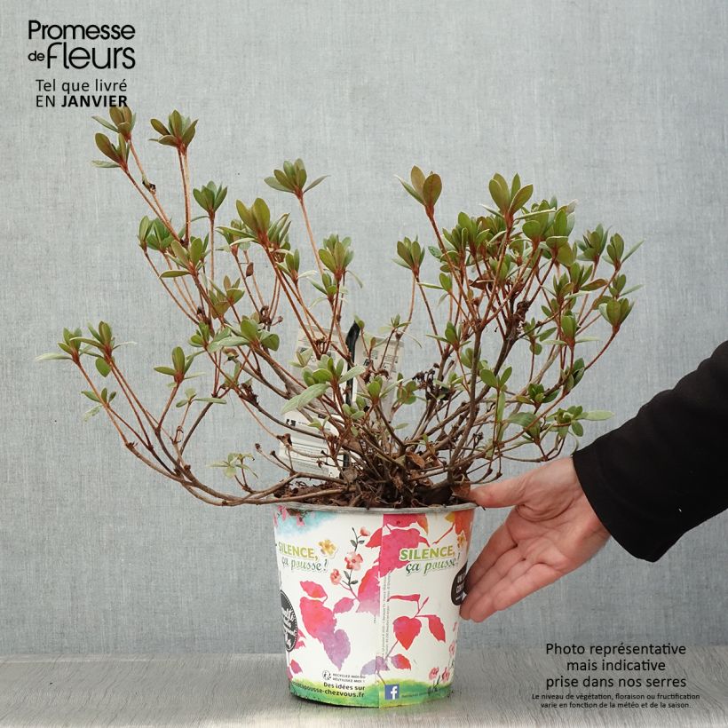 Esimerkki talvella toimitetusta Azalée du Japon Vuyk's Scarlet - Rhododendron hybride. Pot de 4L/5L-taimesta