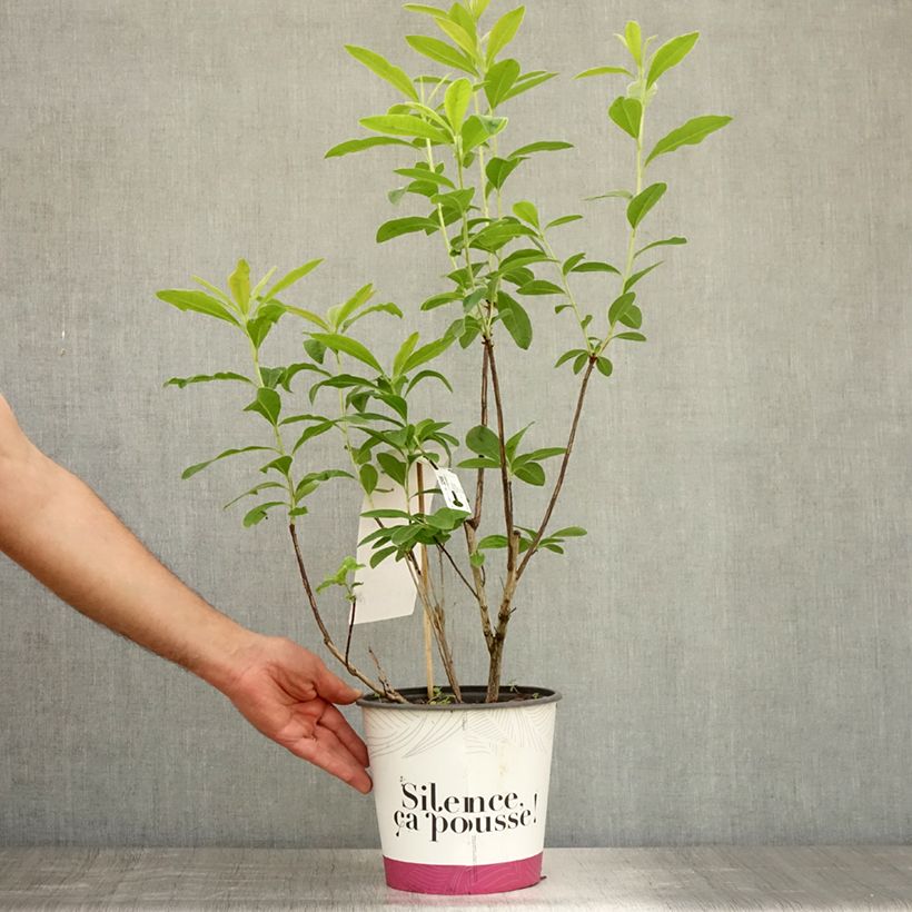 Esimerkki kesällä toimitetusta Azalée Glowing Embers - Rhododendron molle Pot de 4L/5L-taimesta