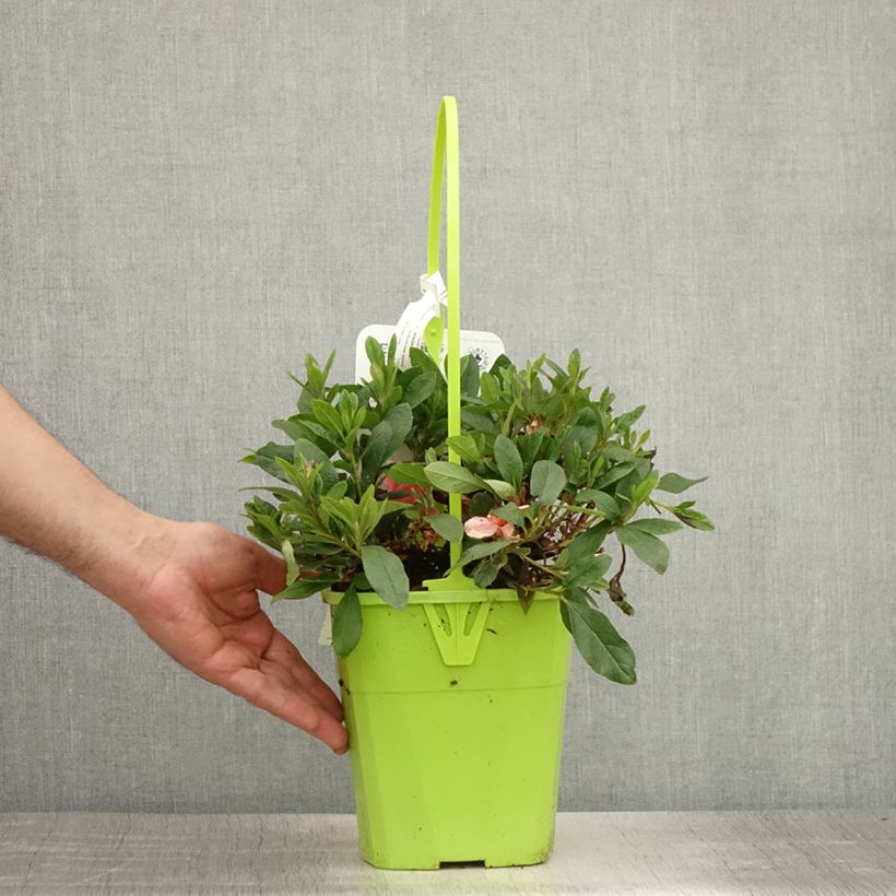 Esimerkki kesällä toimitetusta Azalée hybride ENCORE® Sunburst Pot de 3L/4L-taimesta