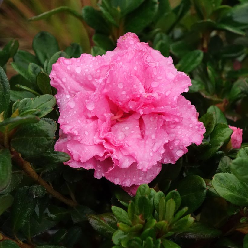 Japaninatsalea Repetita Pink (Kukinta)