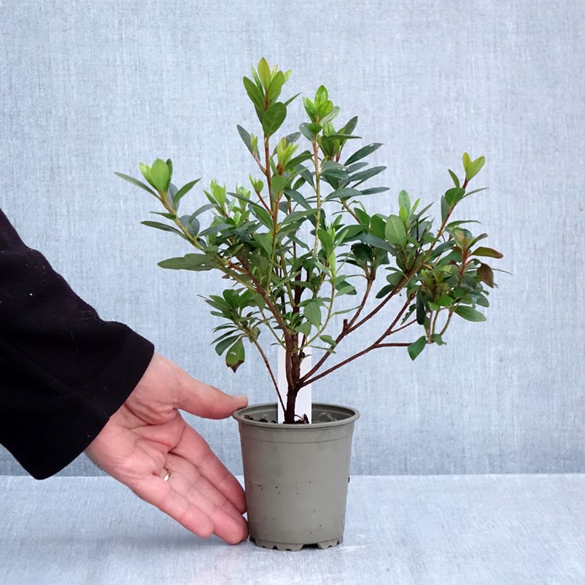 Esimerkki syksyllä toimitetusta Japaninatsalea Arabesk 8/9 cm taimiruukku-taimesta