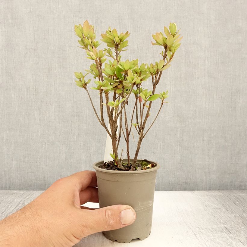 Esimerkki kesällä toimitetusta Japaninatsalea Arabesk 8/9 cm taimiruukku-taimesta
