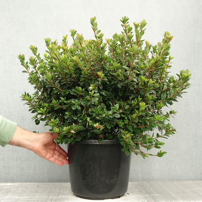 Esimerkki kesällä toimitetusta Azalée japonaise - Azalea japonica Stewartstonian Pot de 12L/15L-taimesta