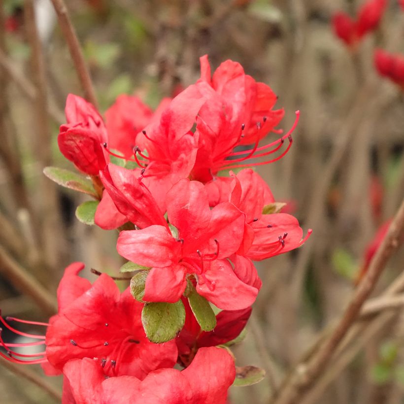 Japaninatsalea Stewartstonian (Kukinta)