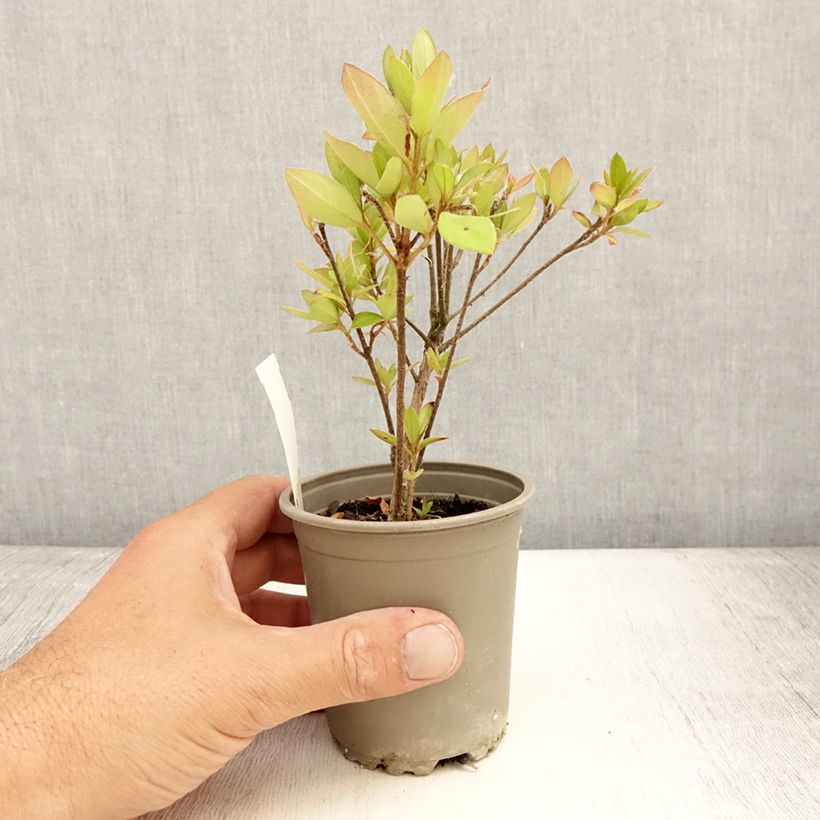 Esimerkki kesällä toimitetusta Azalée du Japon Vuyk's Scarlet - Rhododendron hybride. Godet de 8/9 cm-taimesta