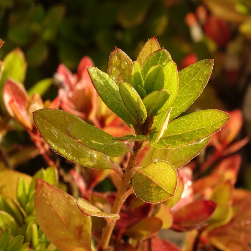 Japaninatsalea Vuyk's Scarlet (Lehvistö)