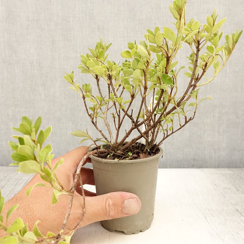 Esimerkki kesällä toimitetusta Azalée japonaise Blaauw's Pink - Rhododendron hybride Godet de 8/9 cm-taimesta